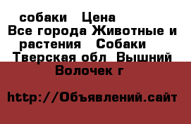 собаки › Цена ­ 2 500 - Все города Животные и растения » Собаки   . Тверская обл.,Вышний Волочек г.